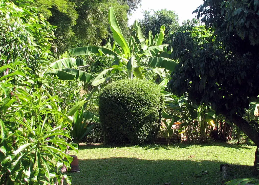 tropical garden - bamboo