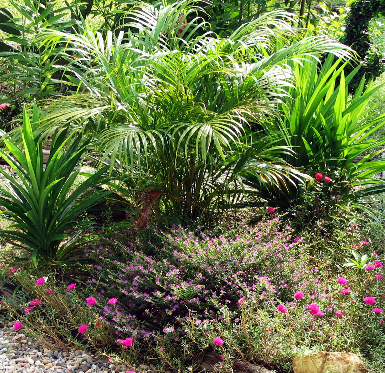 tropical garden shrubs