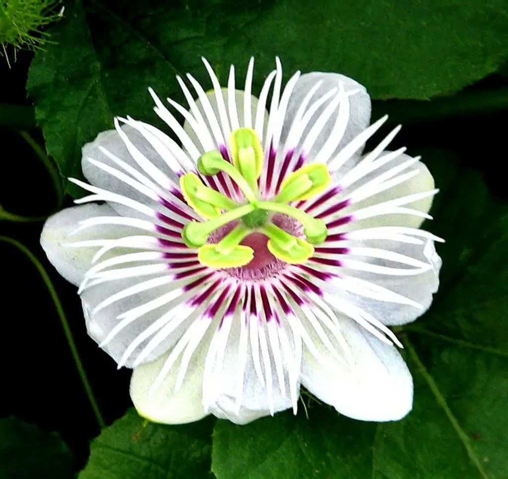 Thai wild flower