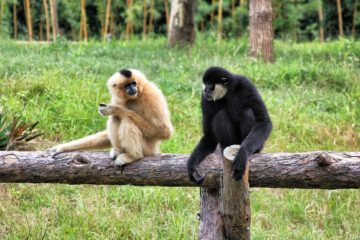 the plight of the gibbon