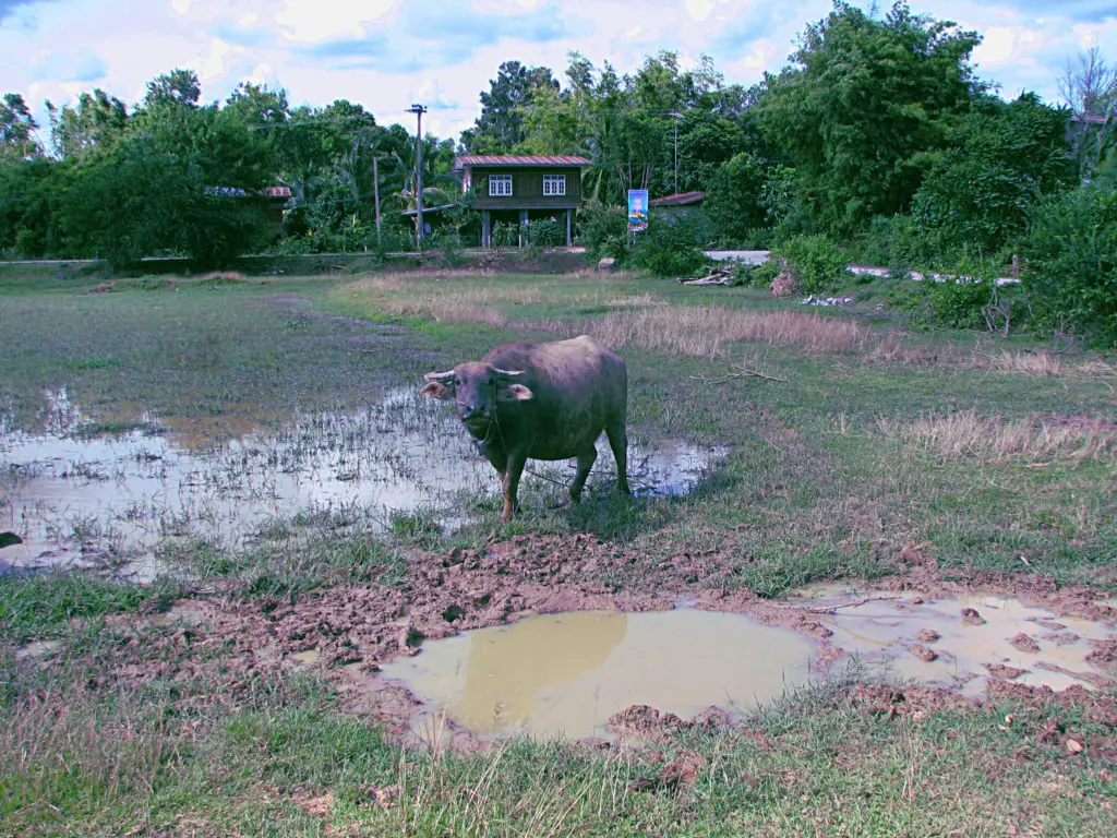 Buffalo watching me - Village near Buriram - Isaan - North East Thailand