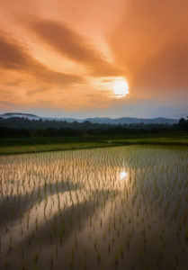 reflection of the sunset in a rice paddy