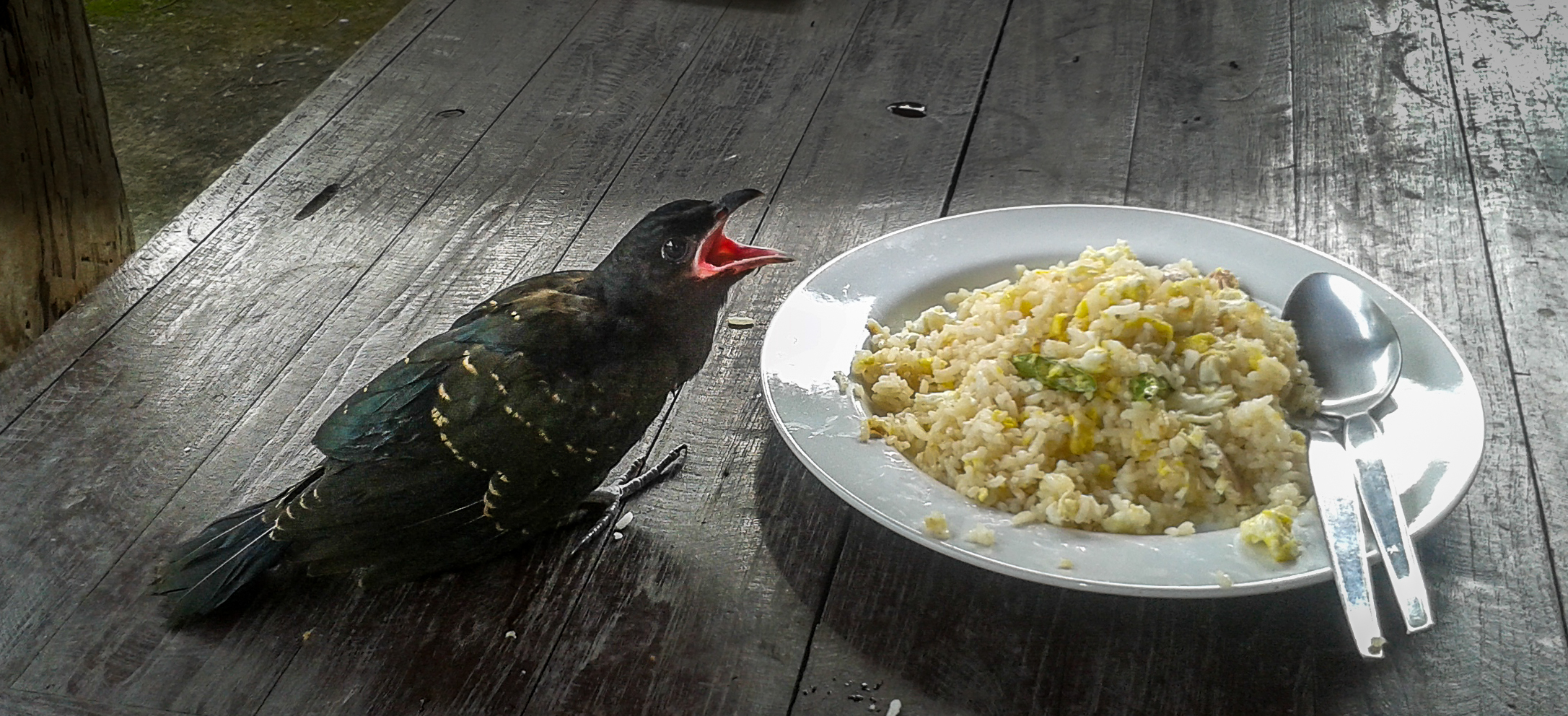 Introducing Solids to Baby + My Approach - Eating Bird Food