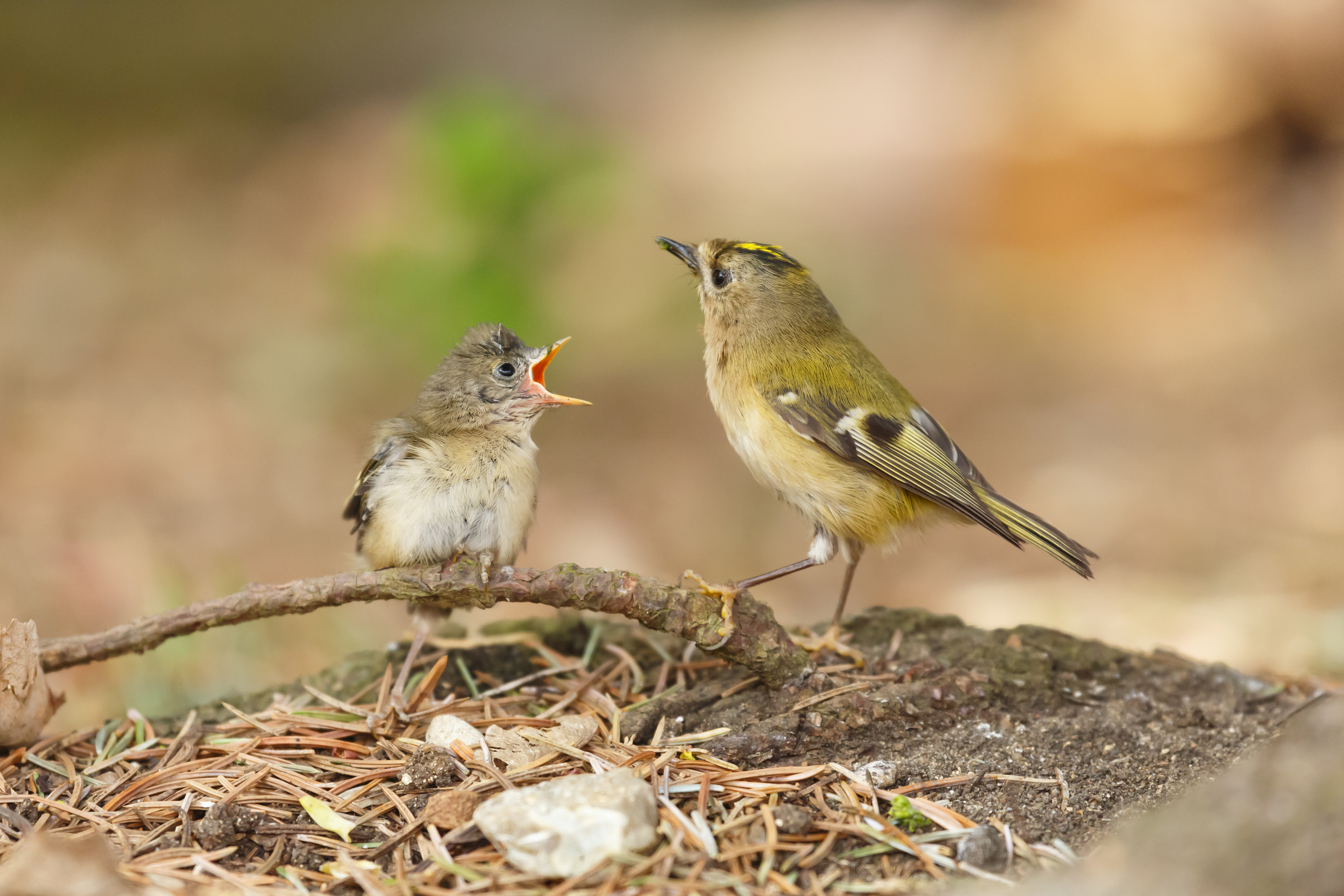 Baby-fledgling-asking-parent-for-food