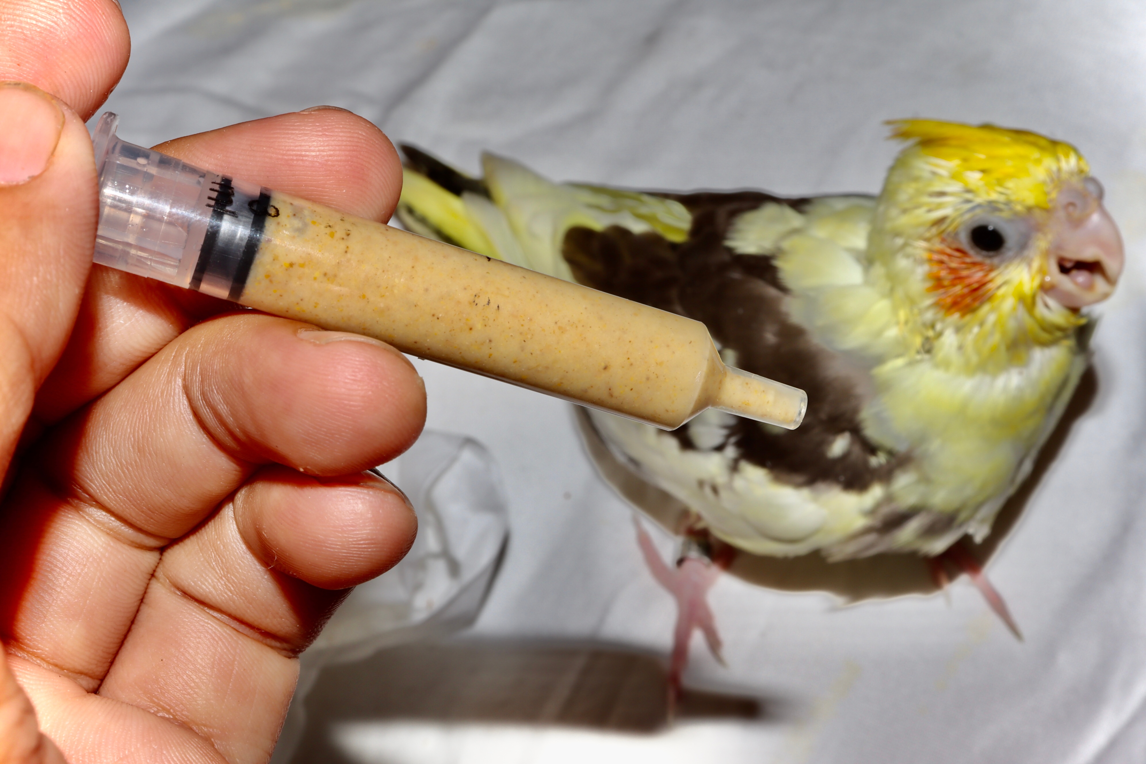 Feeding-a-baby-bird-with-syringe