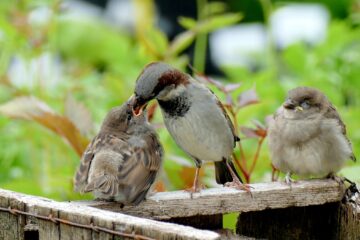 baby-sparrows-fed-by-parent