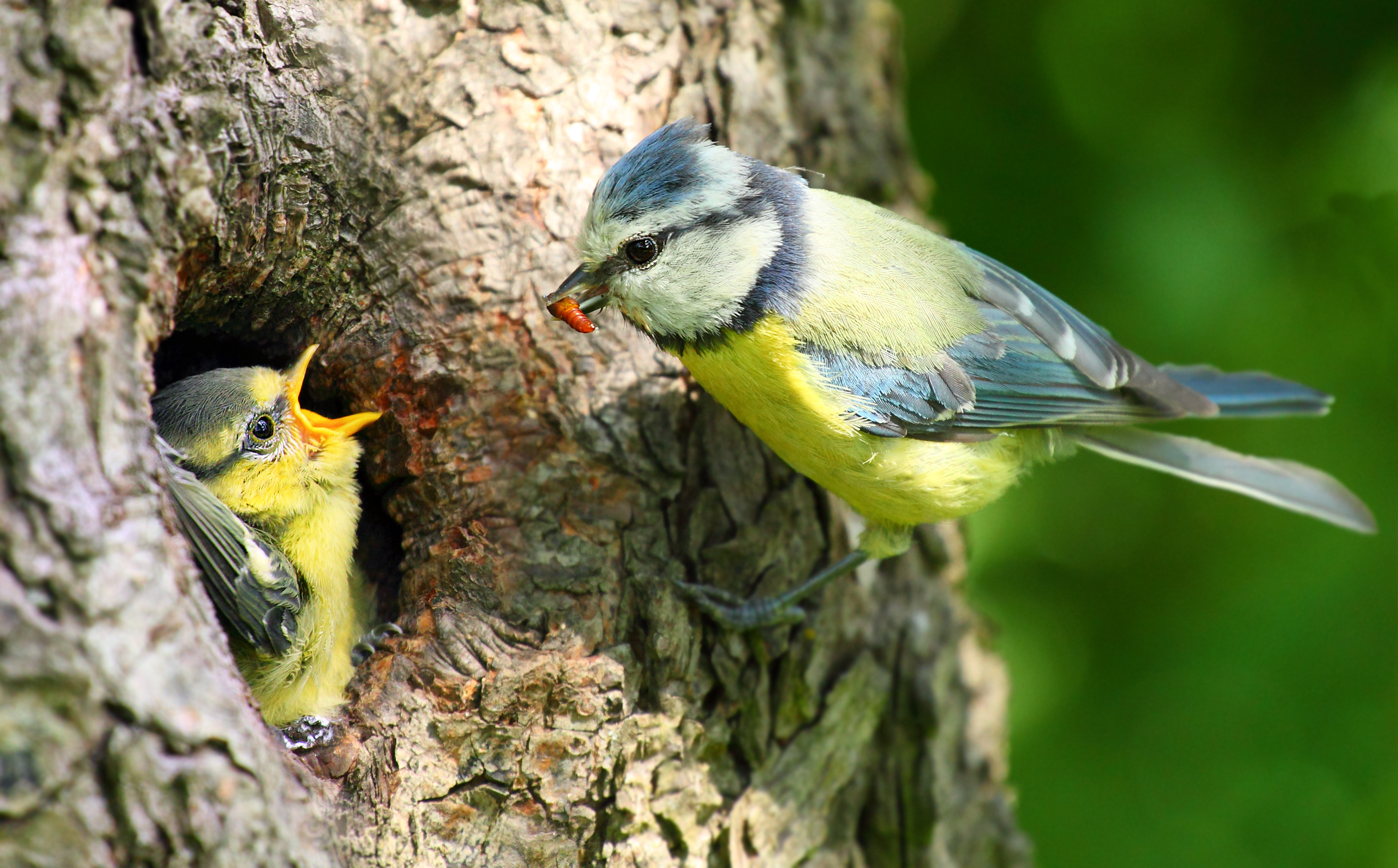 bluetit-feeding-its-baby-a-mealworm-before-it-can-eat-alone