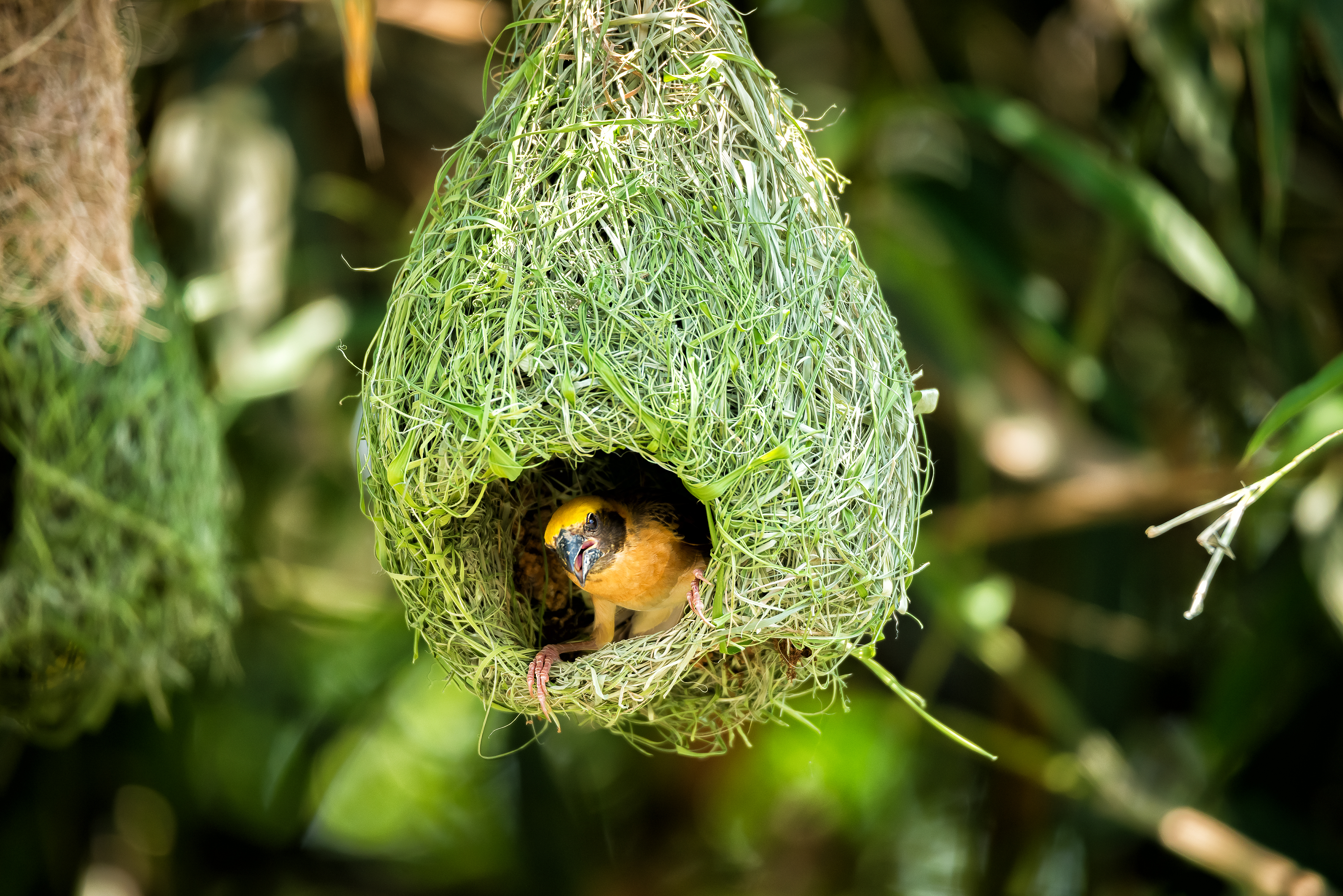 Baby birds typically leave the nest after 12-21 days, but the time