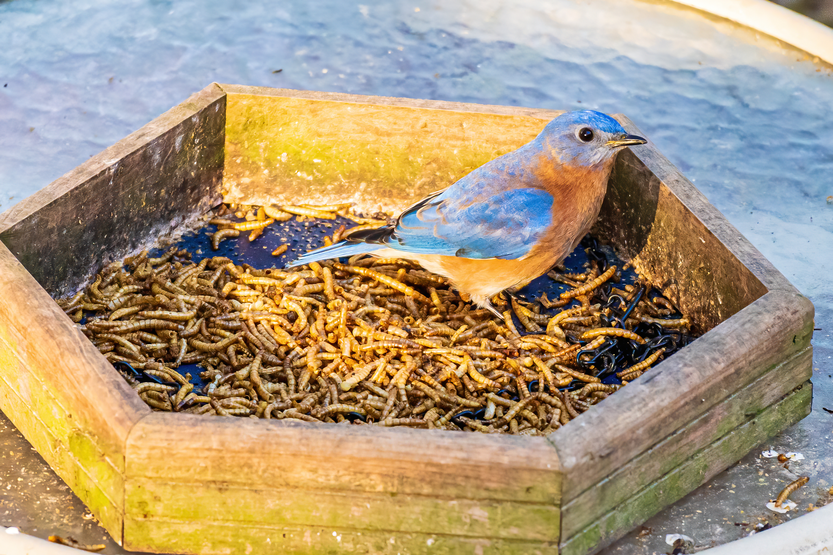 Teaching-a-bird-to-eat-Weaned-baby-bird-In-tray-of-mealworms