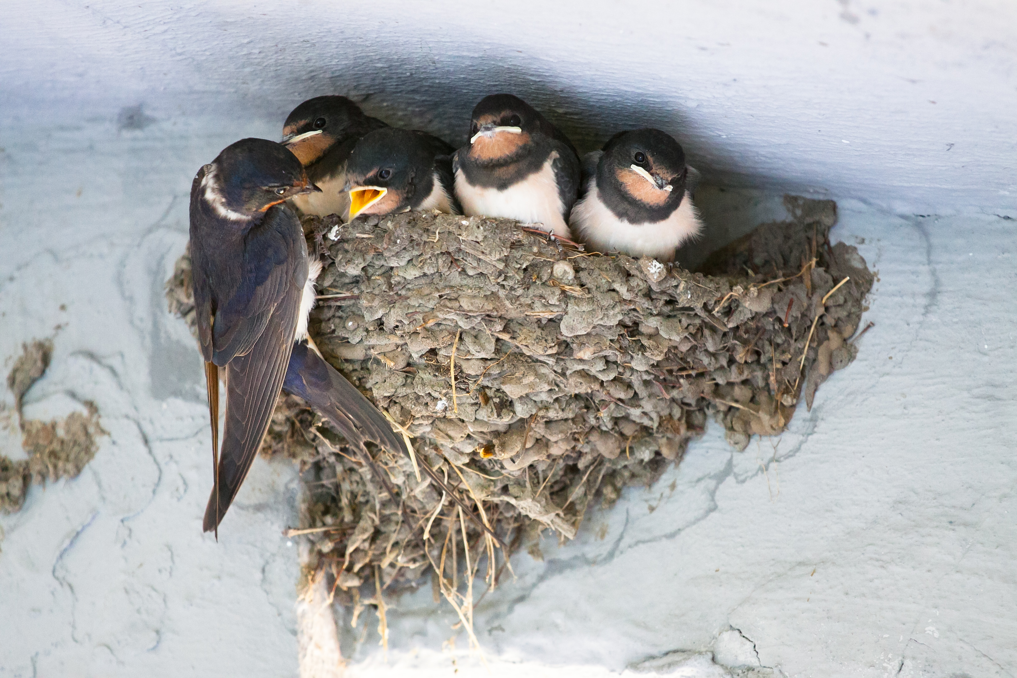 Four-nesting-baby-swallows-with-parent
