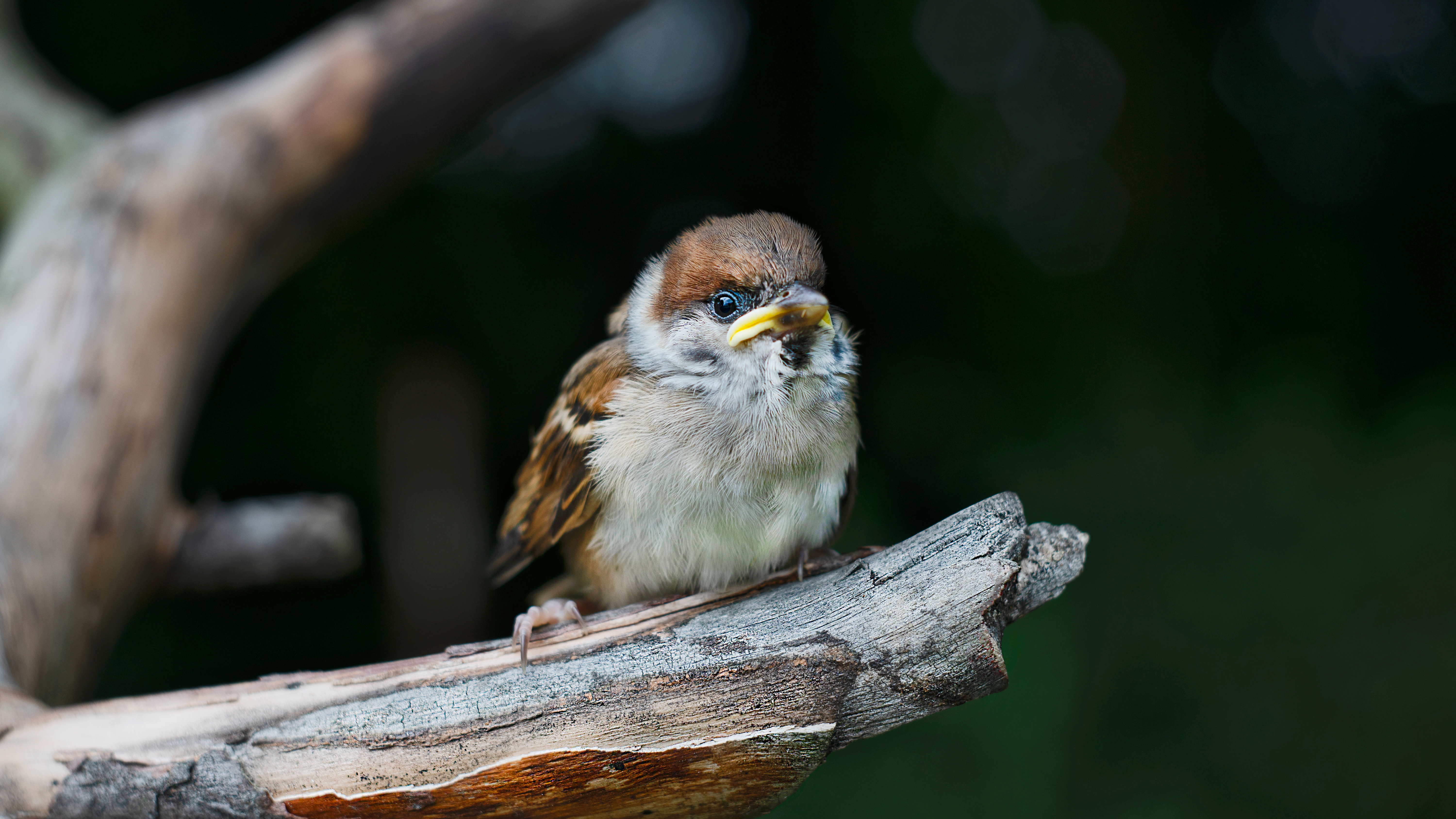 Fledgling-perched-on-a-branch