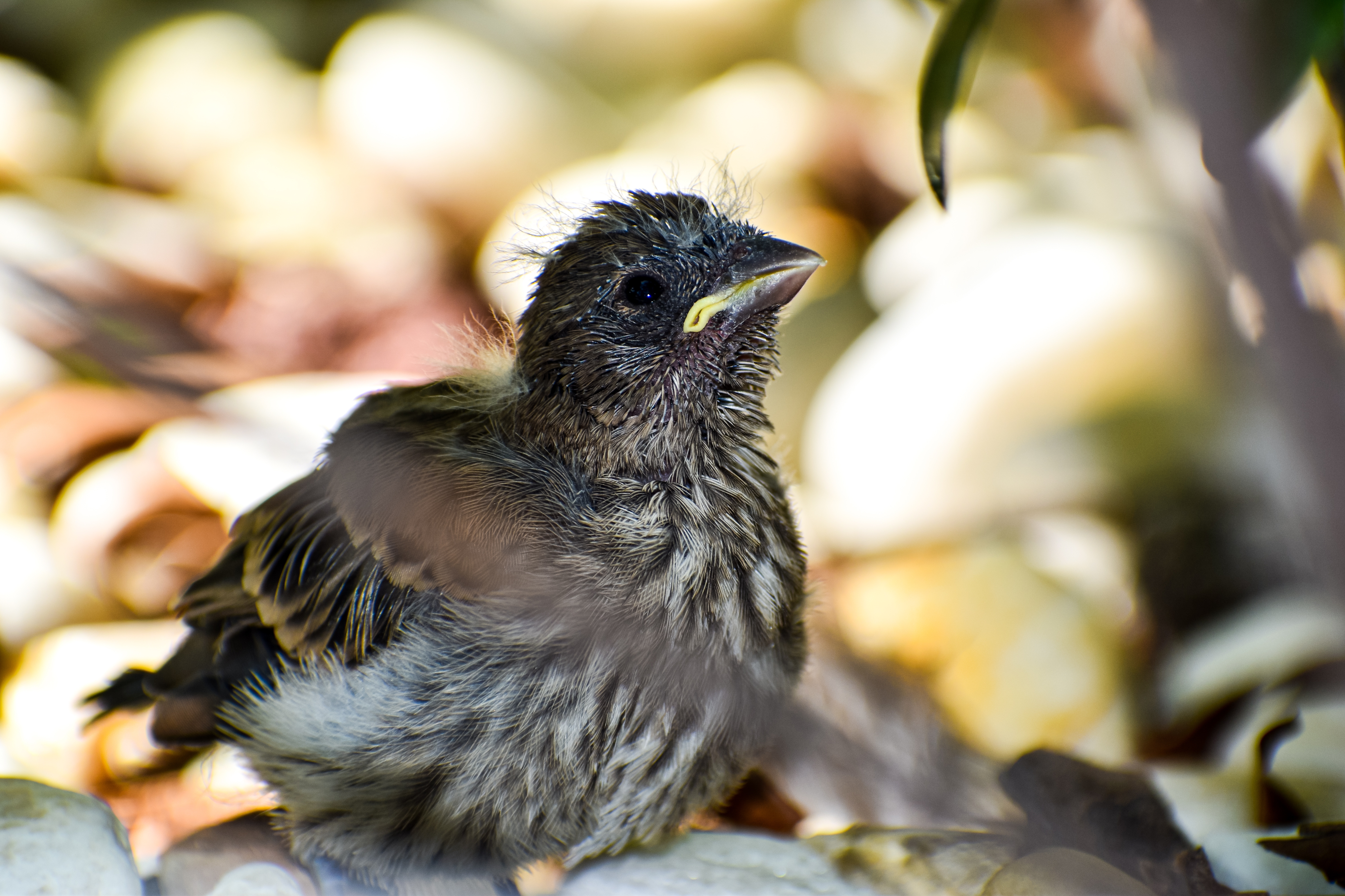 Fully-feathered-fledgling-on-ground