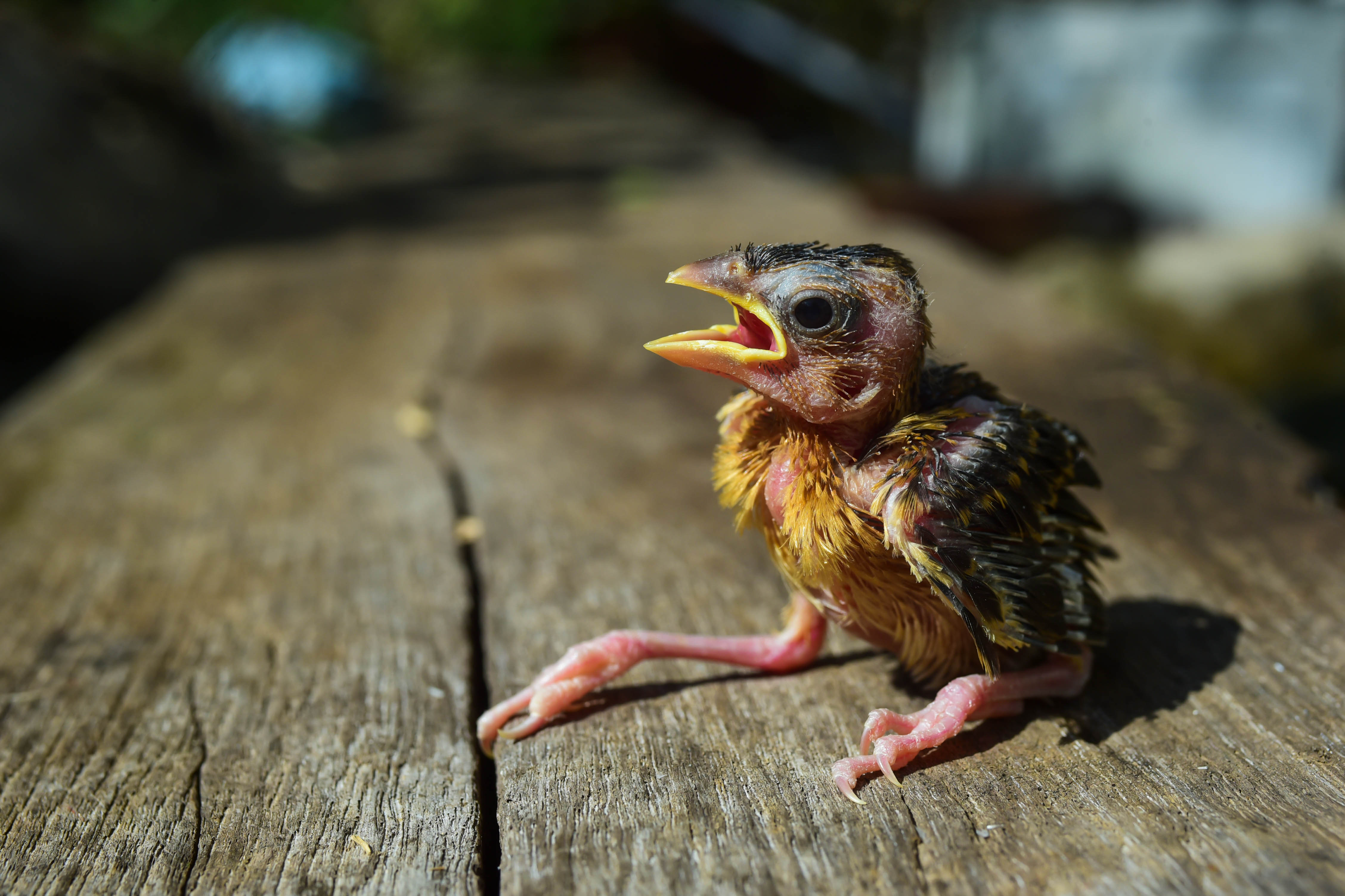 Rescued-nestling-in-good-health