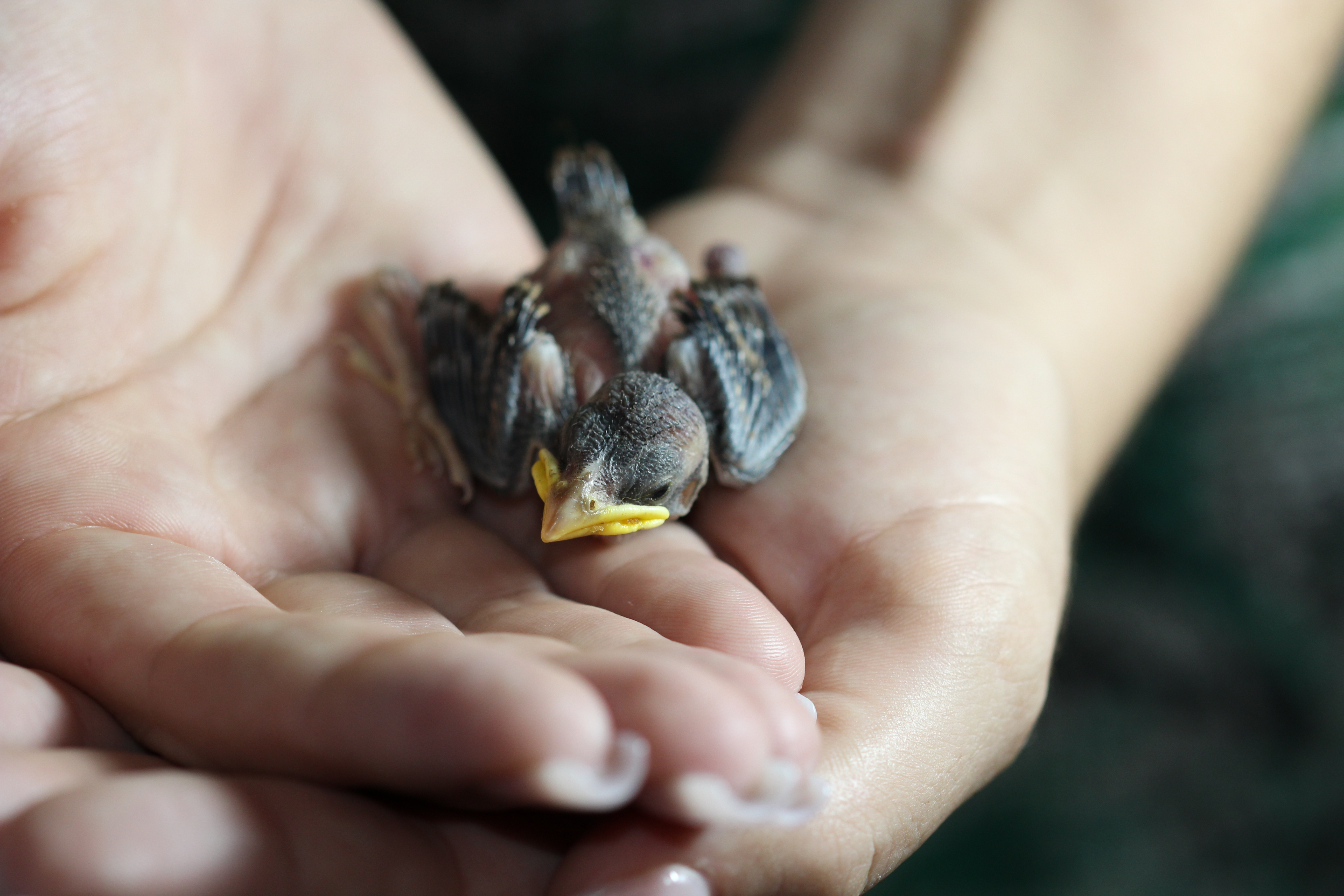 Nestling-resting-in-rescuer’s-hands