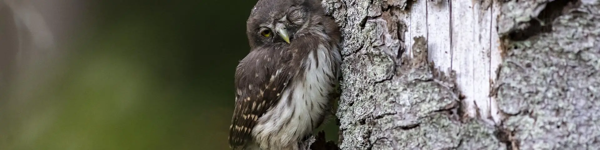 baby-owl-clinging-to-tree