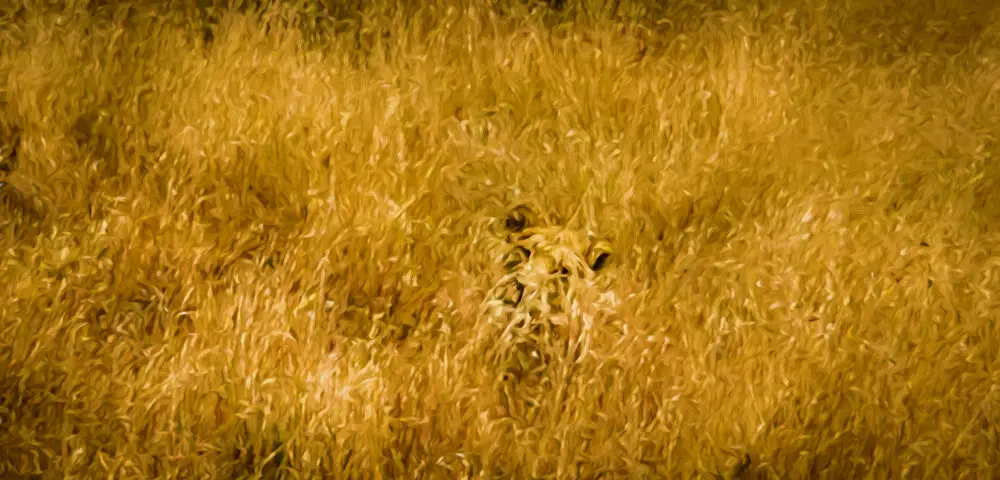 Lioness lying in grass