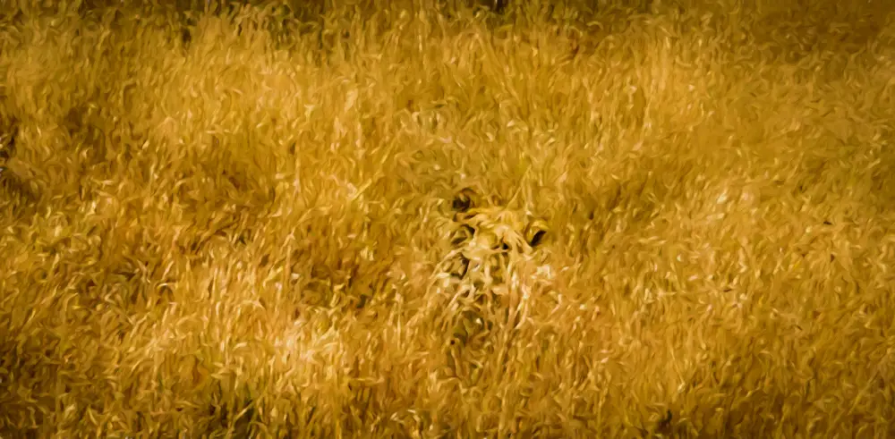 Lioness lying in grass