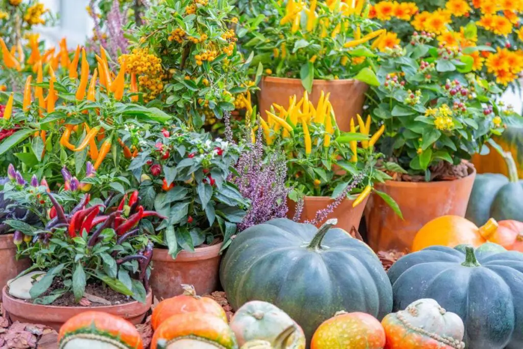 display of colourful plants and vegetables