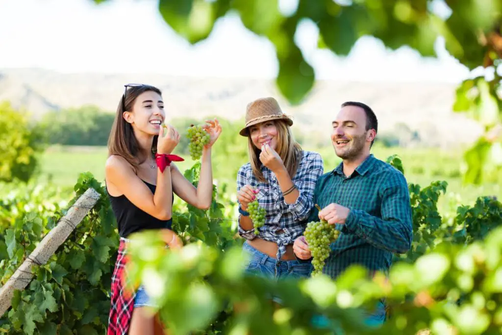 Tree friends tasting grapes. two girls and a man during harvest season a t vineyard field