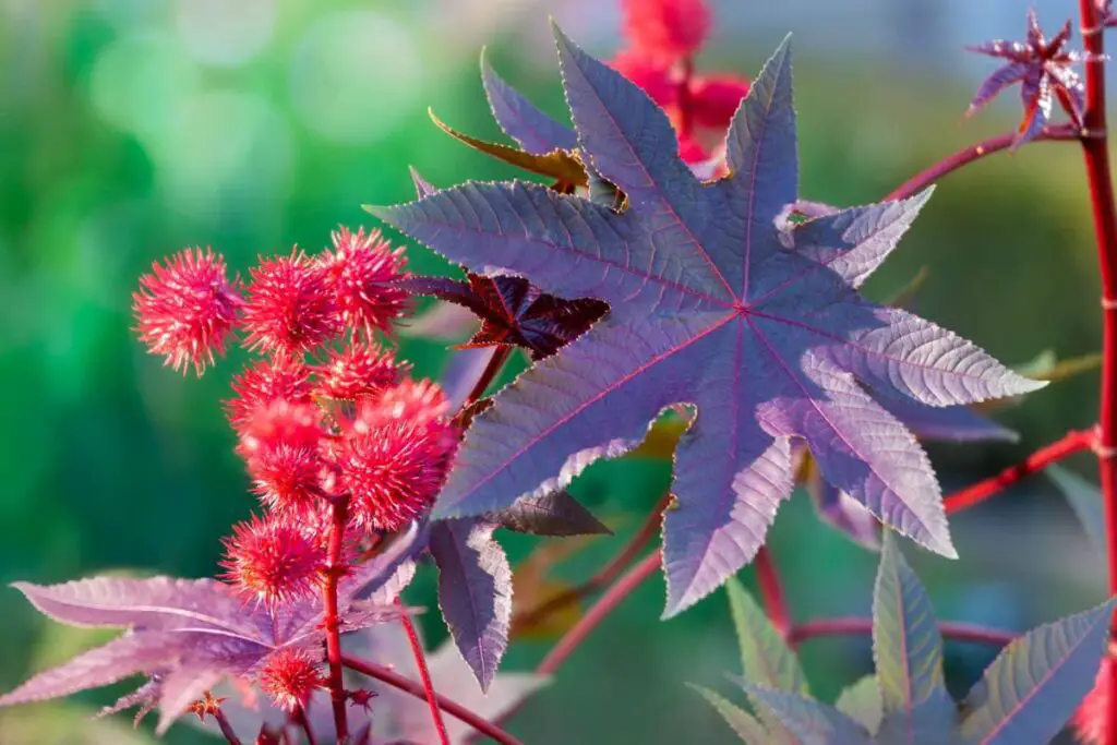 Castor oil plant with red prickly fruits and colorful leaves