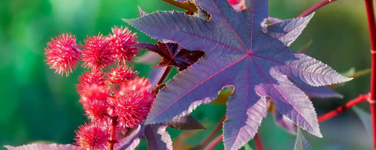 Castor oil plant with red prickly fruits and colorful leaves