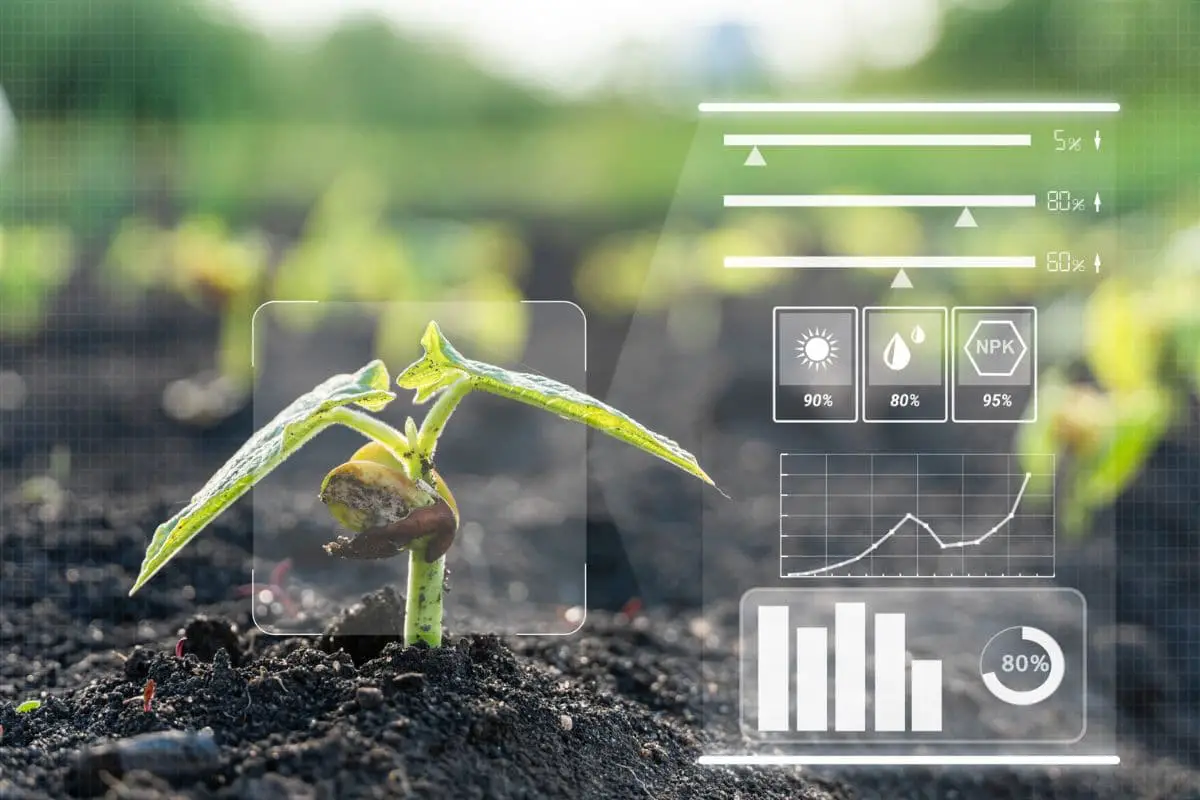 How Does Temperature Affect Plant Growth?