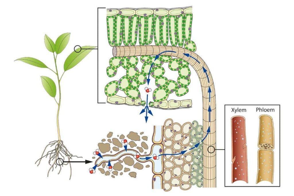 diagram of the transpiration process in plants