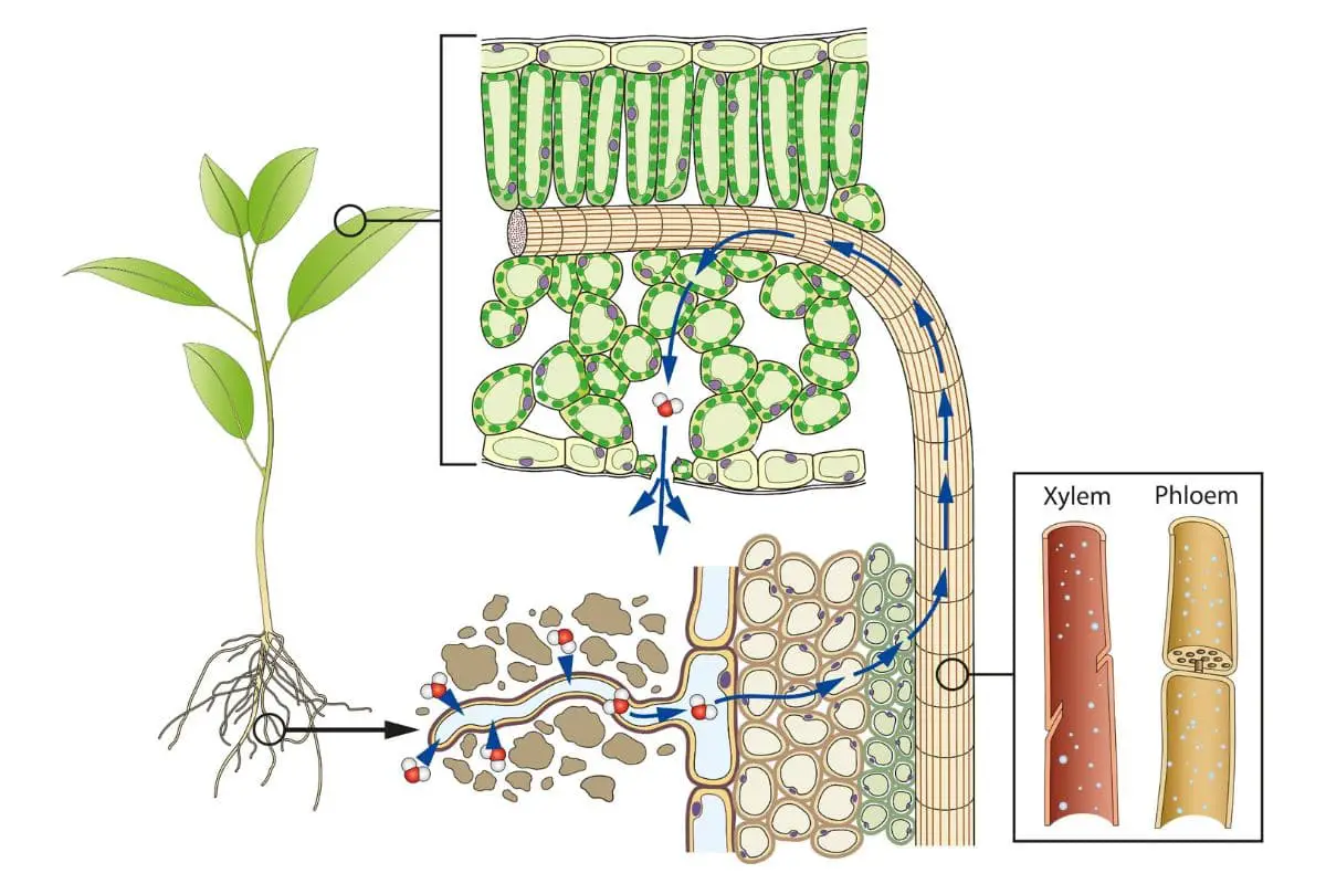 How Does Temperature Affect Plant Growth?