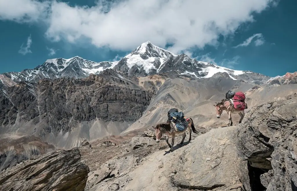Photo: Simon Berger/Unsplash. Pack mules going down a mountain