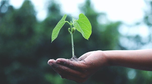 Persons hand holding a seedling - Source: Pexels