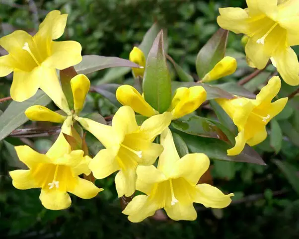 Carolina Jessamine - poisonous flower