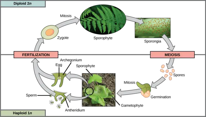 This life cycle of a fern shows alternation of generations with a dominant sporophyte stage.