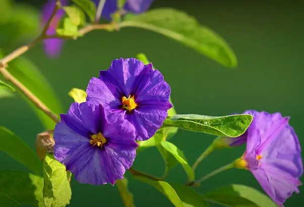 Purple Nightshade - a deadly flower