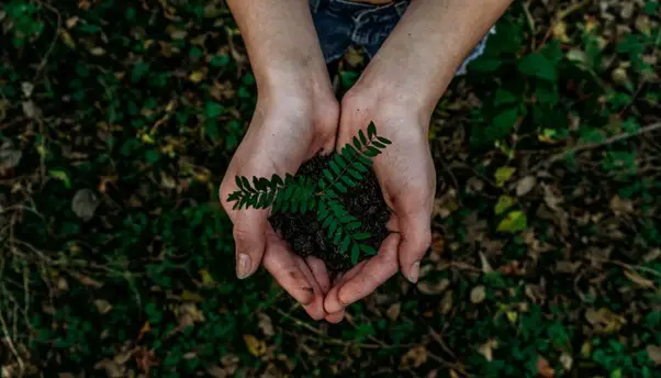 Photo of hands holding a seedling