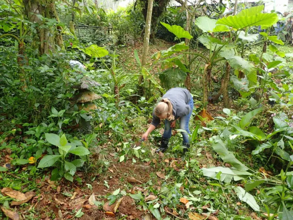 Photo of woman tending the jungle