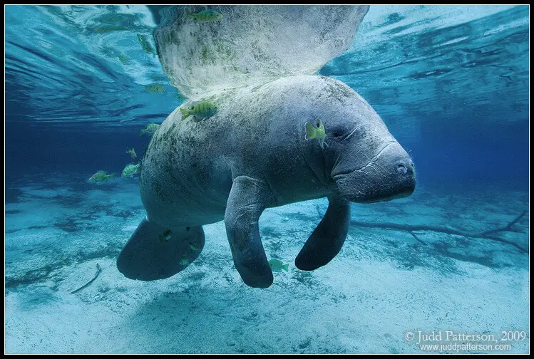 Photo of a manatee floating.