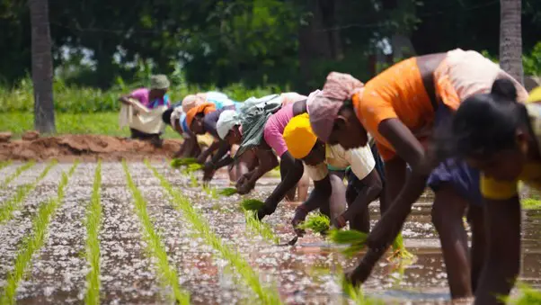 Women planting crops in Africa