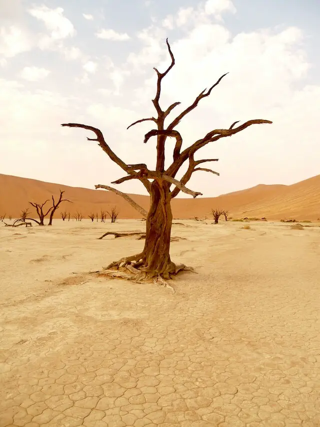 desertification depicted by dead trees in a desert