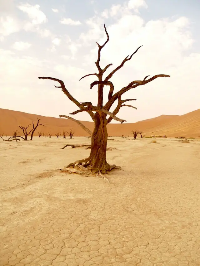 Photo: Peter Burdon/Unsplash. Drought in Namibia