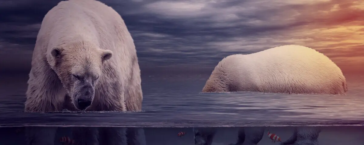2 polars bears in their environment