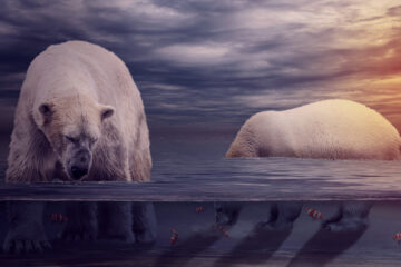 2 polars bears in their environment