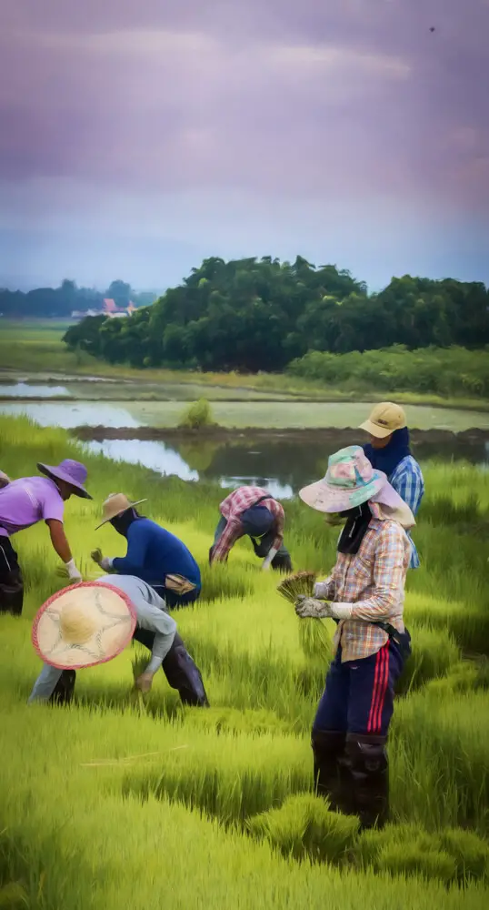 Tai Yai people planting rice north of Chiang Mai City